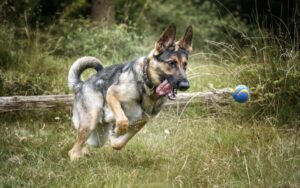 play fetch with dog in Long Island